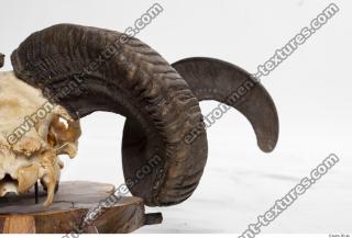 mouflon skull antlers 0024